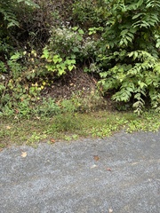 Brickellia eupatorioides