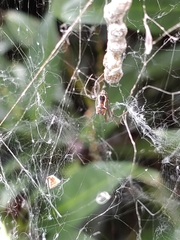 Mecynogea lemniscata