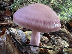 Mycena rosea