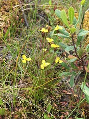 Xyris montana