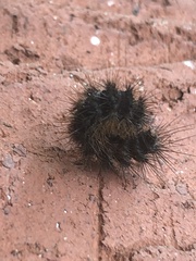 Pyrrharctia isabella