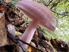 Mycena rosea