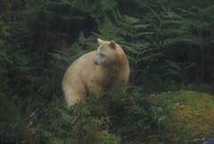 Ursus americanus kermodei
