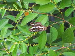 Limenitis sulpitia