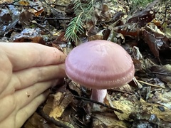 Mycena rosea