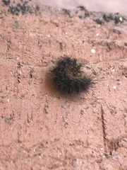 Pyrrharctia isabella
