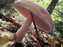 Mycena rosea
