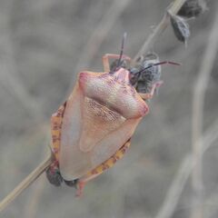 Carpocoris