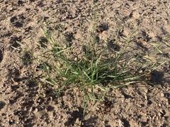 Bouteloua barbata barbata