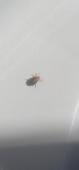 Plagiodera arizonae
