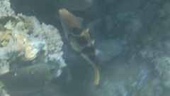 Canthigaster valentini