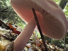 Mycena rosea