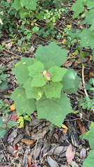 Malvaviscus arboreus