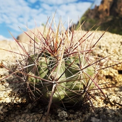 Thelocactus bicolor bicolor