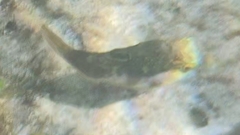 Canthigaster bennetti