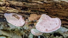 Rhodofomes cajanderi