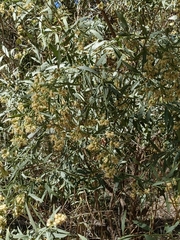 Baccharis salicina