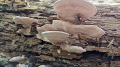 Rhodofomes cajanderi