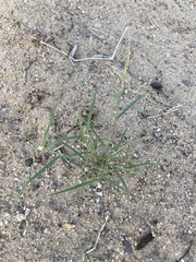 Bouteloua barbata barbata