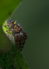 Phidippus audax