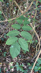 Wisteria sinensis