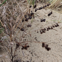 Cynoglossum officinale