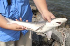 Carcharhinus plumbeus