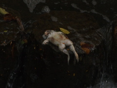 Hoplobatrachus chinensis