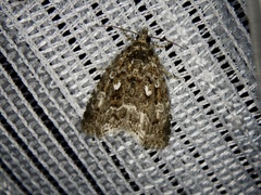 Protodeltote distinguenda