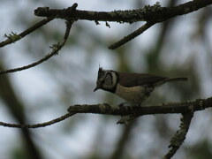 Lophophanes cristatus