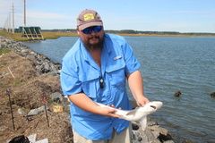 Carcharhinus plumbeus