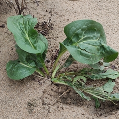 Cynoglossum officinale