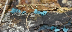 Chlorociboria aeruginascens image