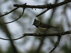 Lophophanes cristatus