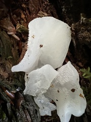 Pseudohydnum gelatinosum