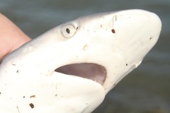 Carcharhinus plumbeus