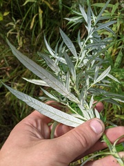 Artemisia serrata