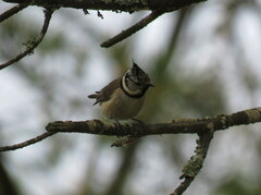 Lophophanes cristatus