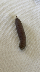 Mimatini