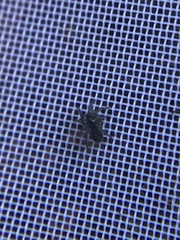 Araneomorphae