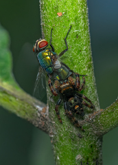 Phidippus audax