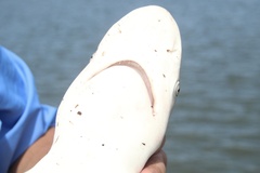 Carcharhinus plumbeus