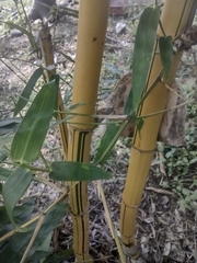 Bambusa vulgaris