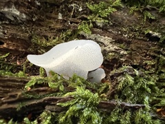 Pseudohydnum gelatinosum