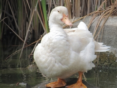 Anas platyrhynchos × Cairina moschata