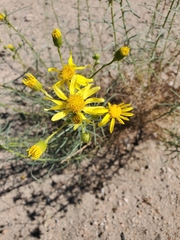 Senecio flaccidus