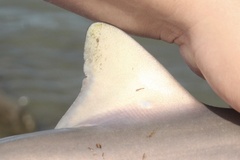 Carcharhinus plumbeus