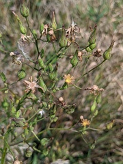 Lactuca ludoviciana