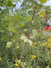 Populus