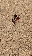 Pogonomyrmex occidentalis